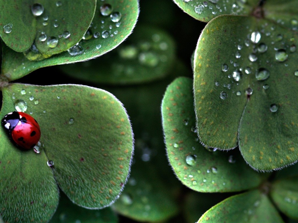 Large green leaves close-up flower wallpaper (1) #16 - 1024x768