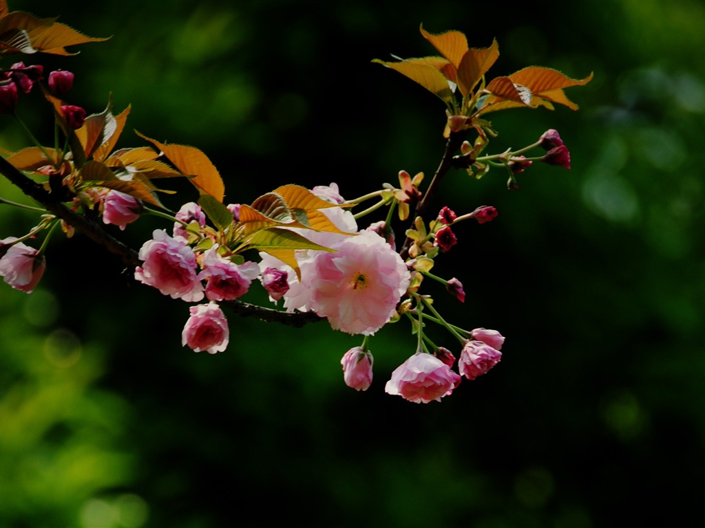 Эти цветы (Pretty в розовом 526 записей) #13 - 1024x768