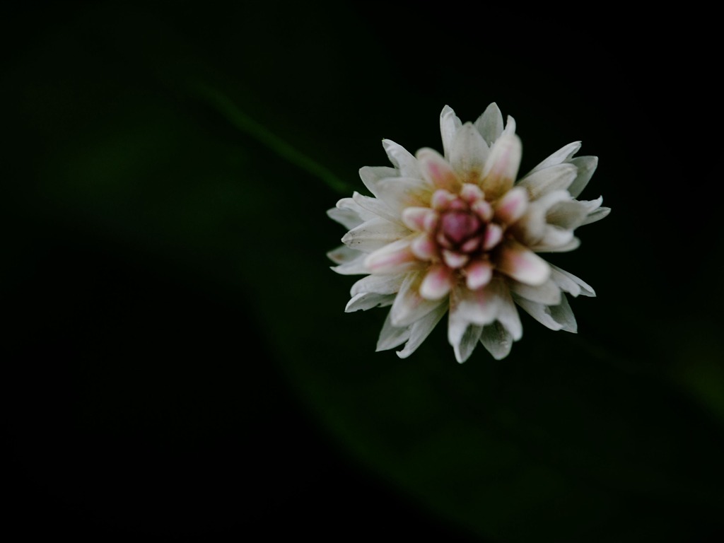 macro fleurs (Pretty in Pink 526 entrées) #17 - 1024x768