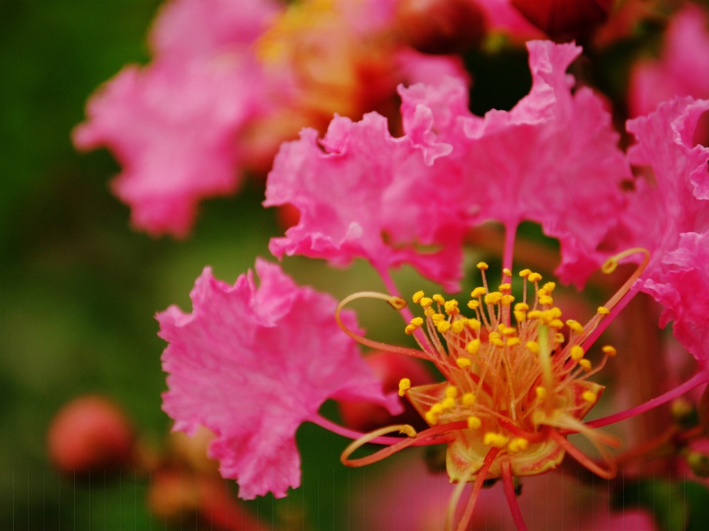 花（Pretty in Pinkで526エントリ） #1 - 1024x768