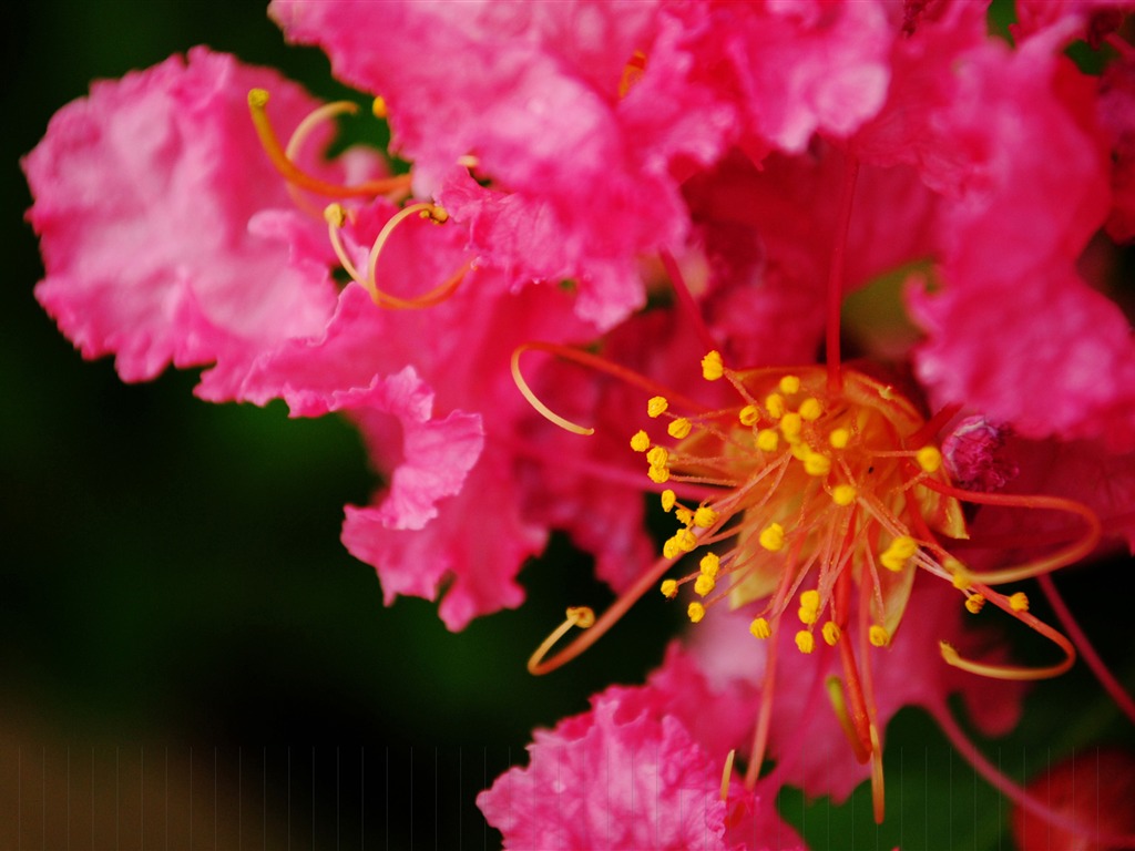 花（Pretty in Pinkで526エントリ） #3 - 1024x768