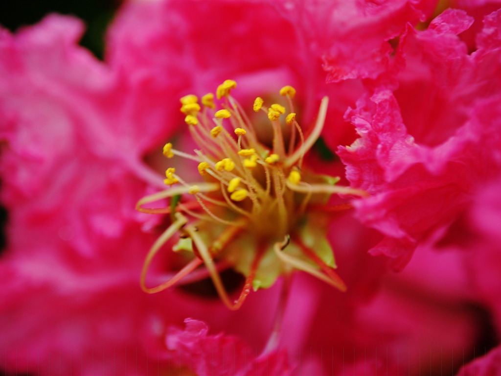 花（Pretty in Pinkで526エントリ） #19 - 1024x768