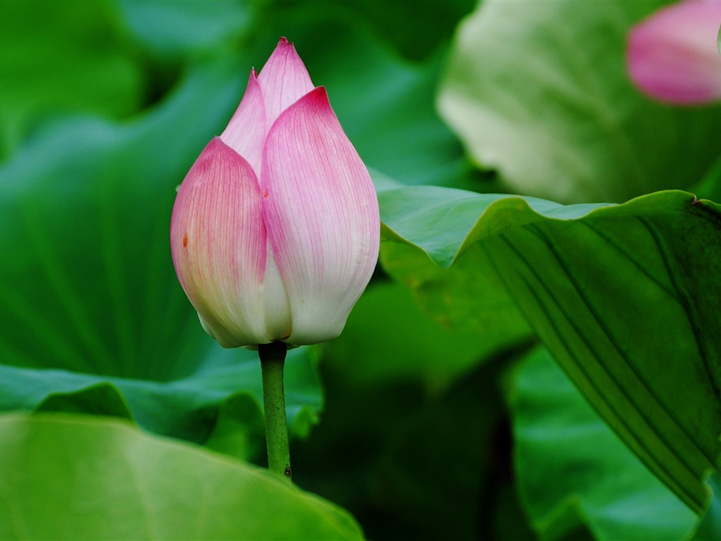 Lotus (Pretty in Pink 526 záznamů) #1 - 1024x768