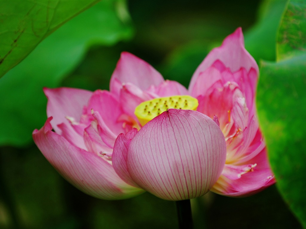 Lotus (Pretty in Pink 526 entries) #2 - 1024x768