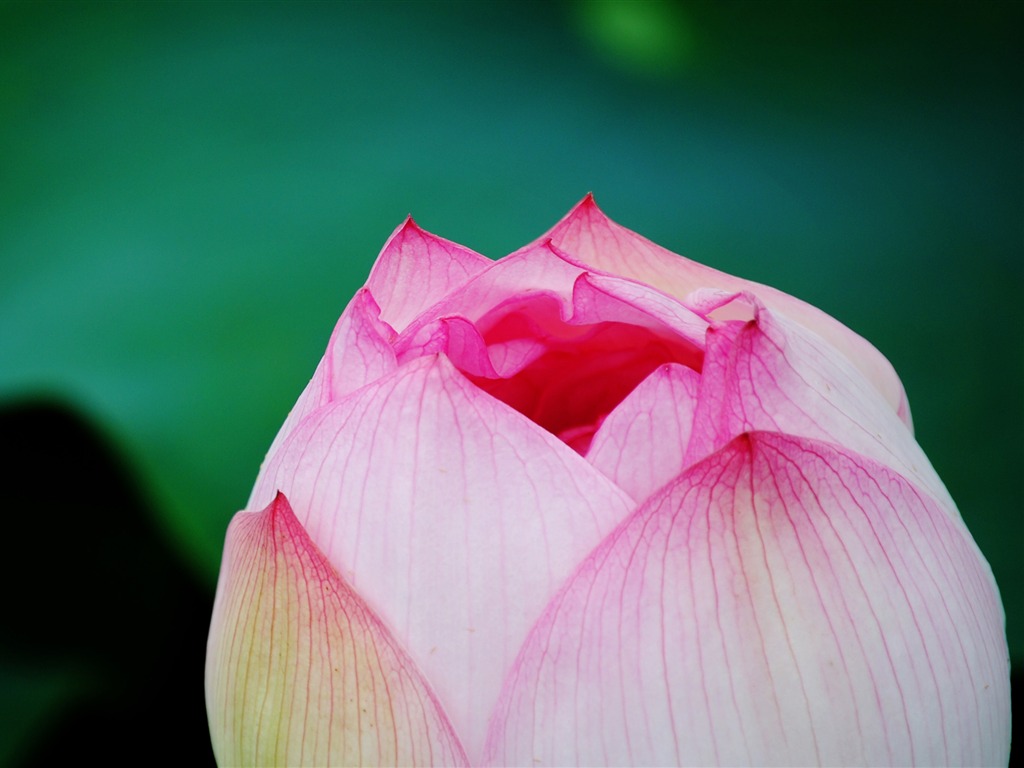 Lotus (Pretty in Pink 526 entries) #3 - 1024x768