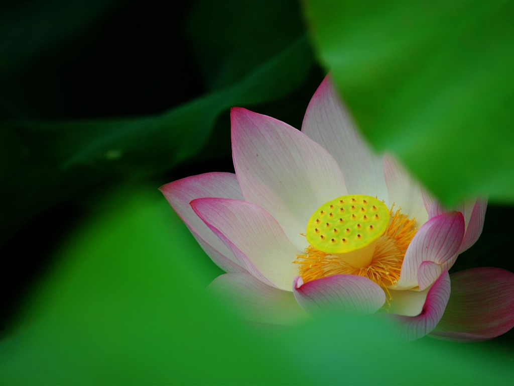 Lotus (Pretty in Pink 526 entries) #12 - 1024x768