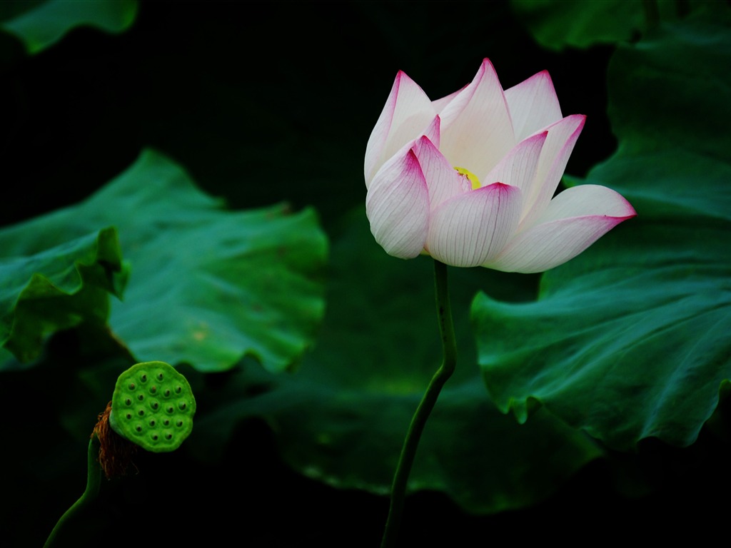 Lotus (Pretty in Pink 526 registros) #15 - 1024x768