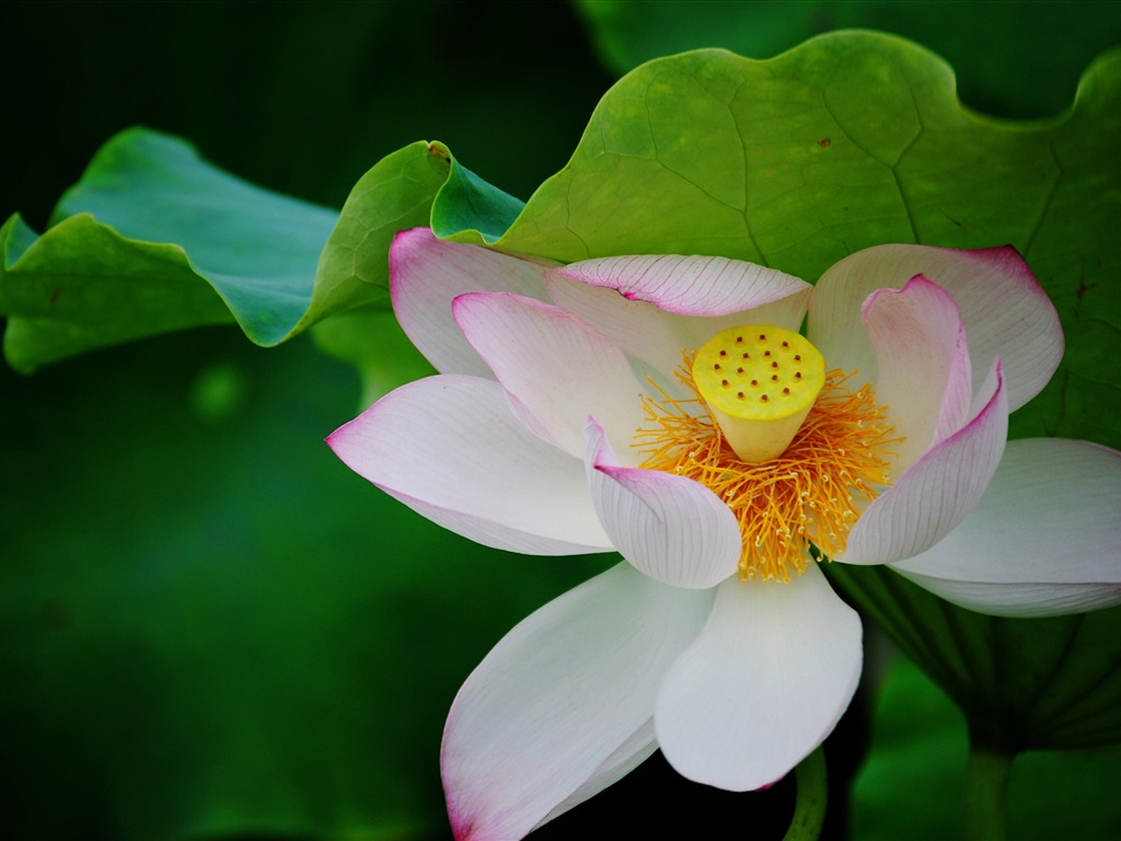 Lotus (Pretty in Pink 526 registros) #20 - 1024x768