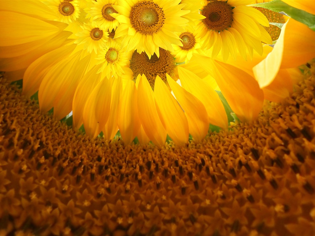 Krásné slunečnice close-up tapety (1) #6 - 1024x768