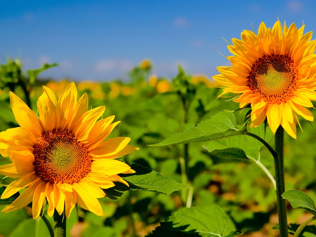 Beautiful sunflower close-up wallpaper (1) #14 - 1024x768