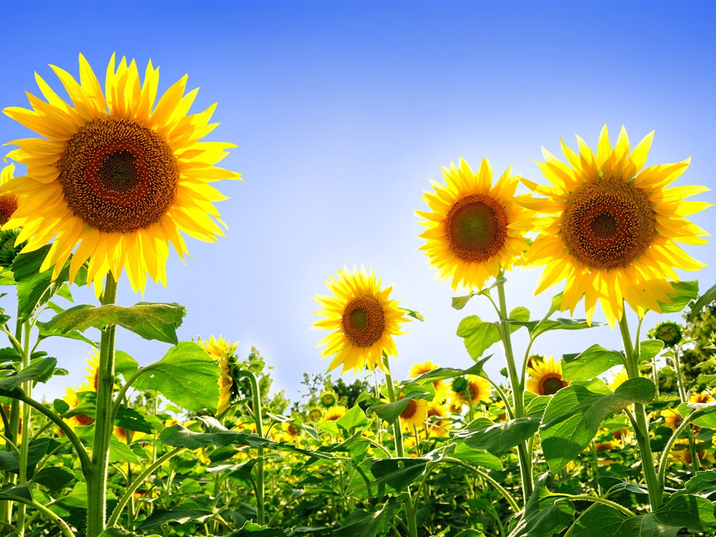 Beau fond d'écran de tournesol close-up (1) #18 - 1024x768