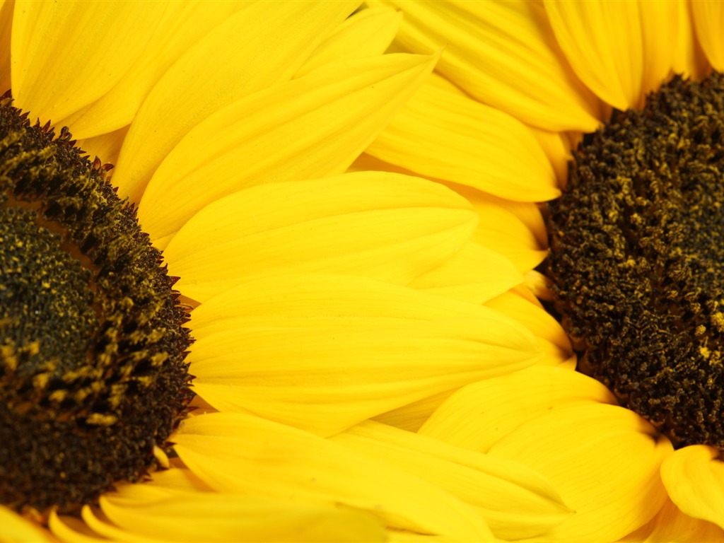 Beau fond d'écran de tournesol close-up (2) #11 - 1024x768