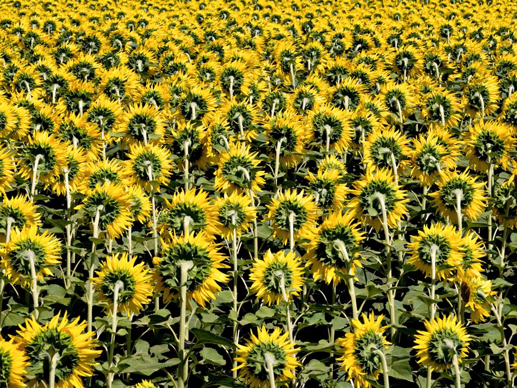 Beau fond d'écran de tournesol close-up (2) #17 - 1024x768