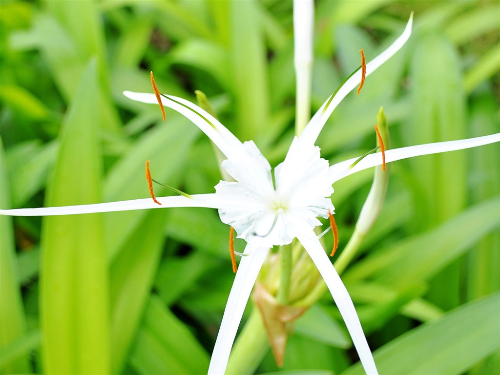 Macro flor de hierba (1) (obras genzhukou) #18 - 1024x768