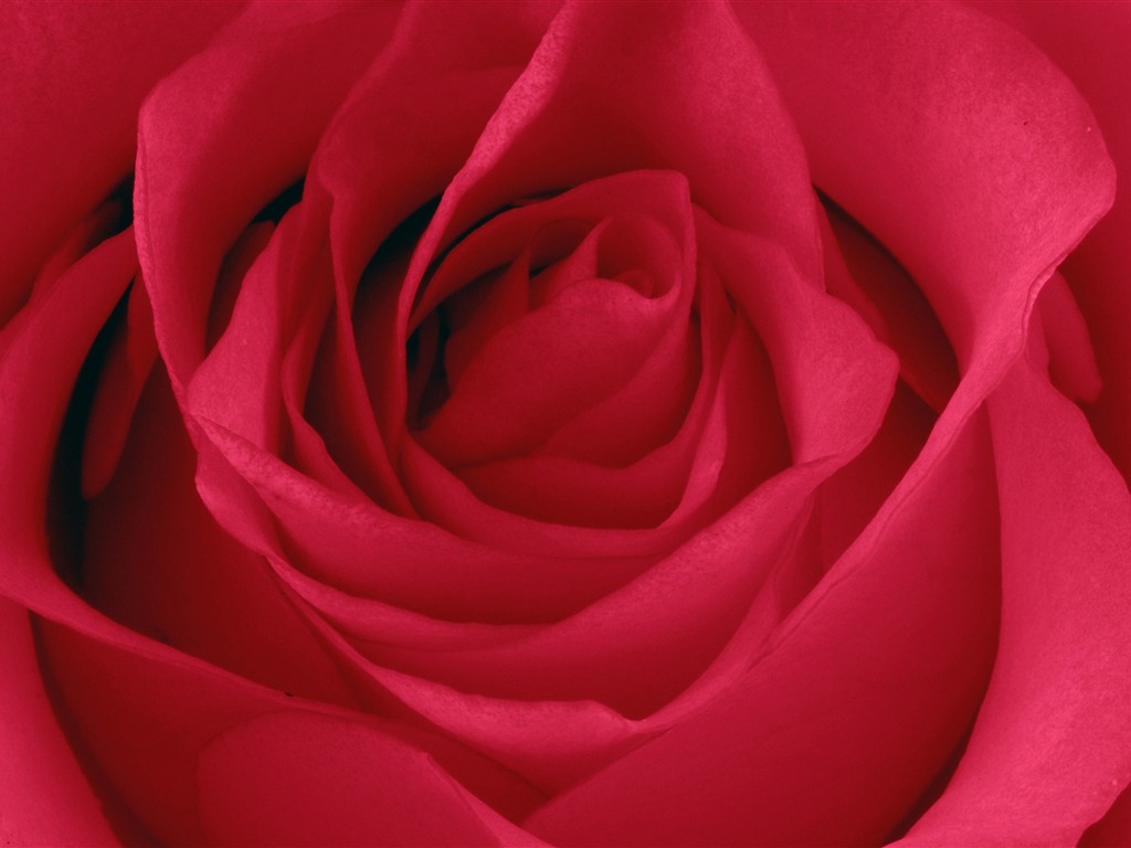 超大玫瑰写真 壁纸(五)11 - 1024x768