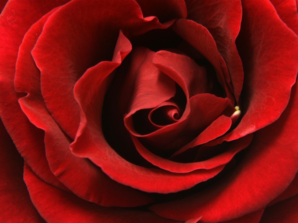 Velké Rose Foto tapety (5) #12 - 1024x768