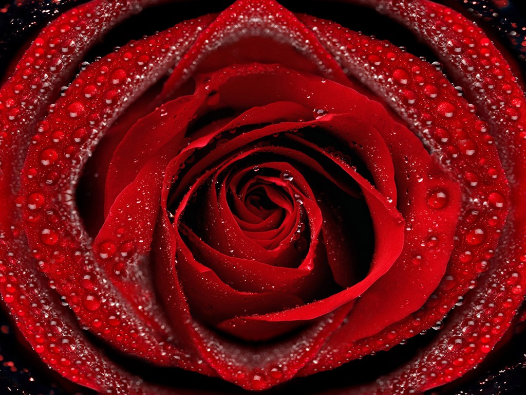 Grand Rose Fond d'écran Photo (6) #2 - 1024x768