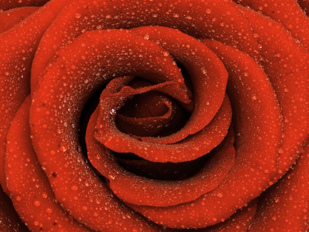 Velké Rose Foto tapety (6) #16 - 1024x768