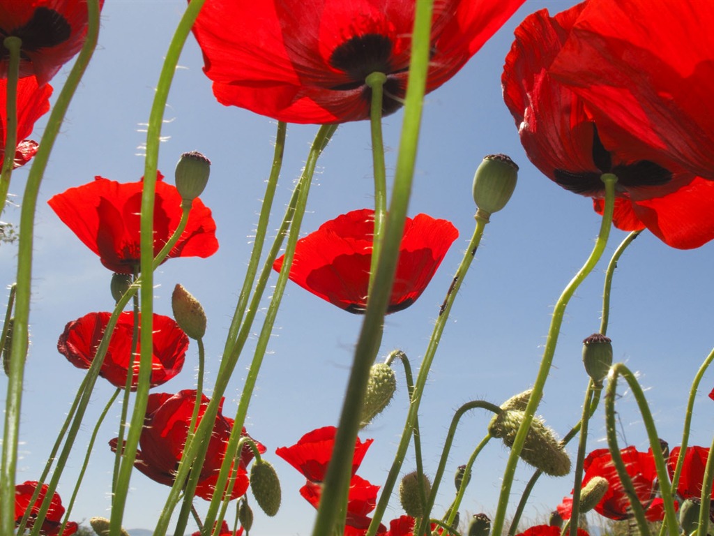 fleurs fond d'écran Widescreen close-up (14) #3 - 1024x768