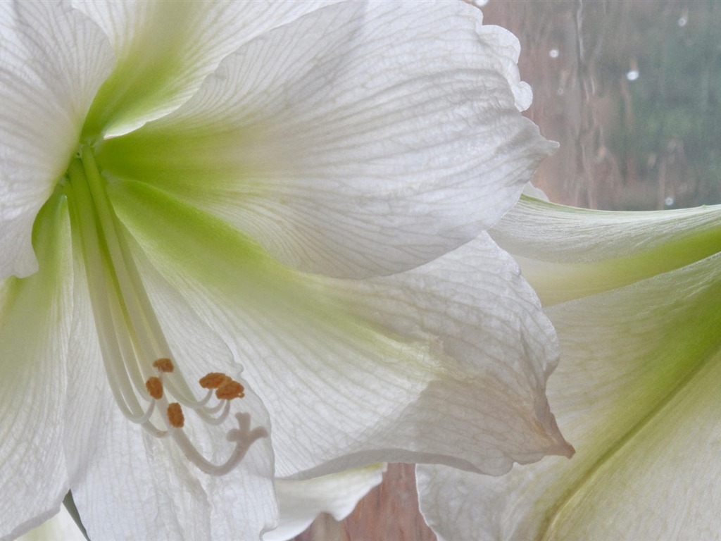 fleurs fond d'écran Widescreen close-up (14) #4 - 1024x768