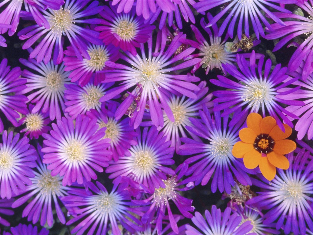 fleurs fond d'écran Widescreen close-up (14) #5 - 1024x768