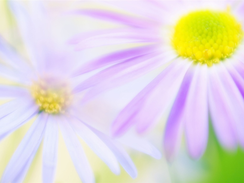 fleurs fond d'écran Widescreen close-up (14) #15 - 1024x768