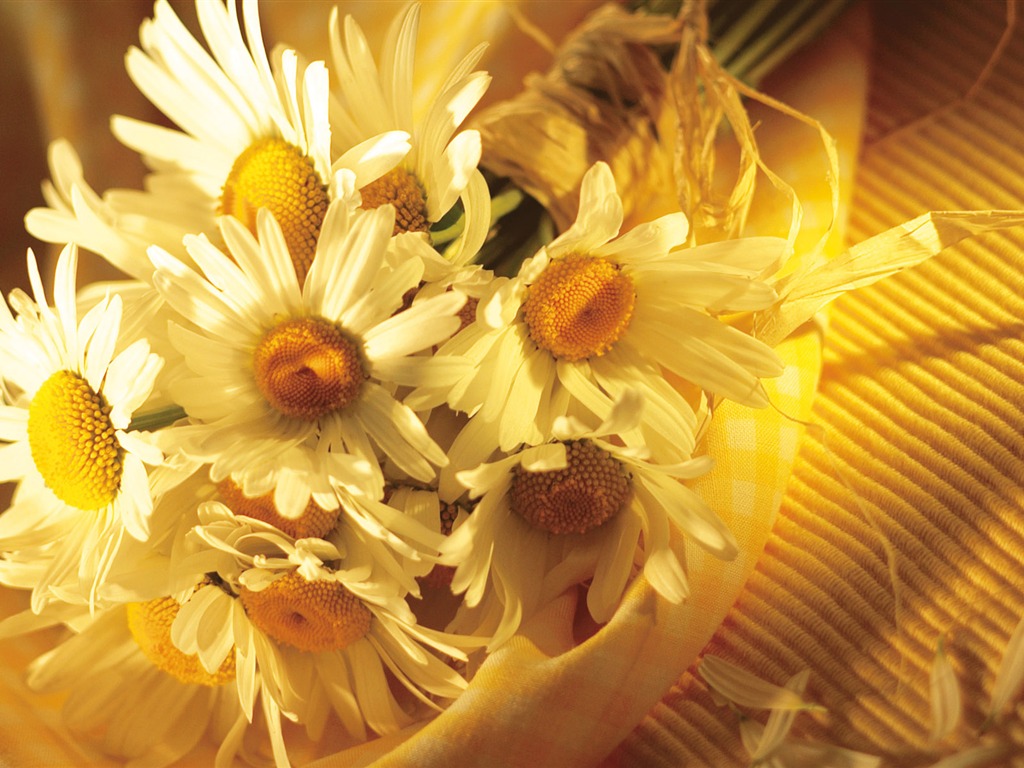 Širokoúhlý tapety květiny close-up (15) #6 - 1024x768