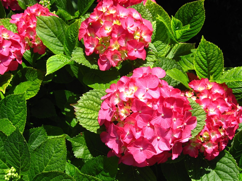 fleurs fond d'écran Widescreen close-up (17) #18 - 1024x768