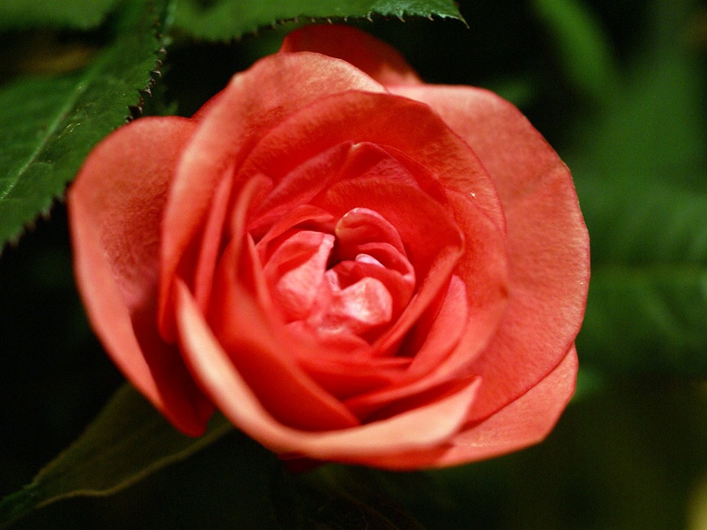 fleurs fond d'écran Widescreen close-up (18) #3 - 1024x768