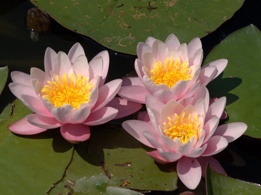 Water Lily HD papel tapiz #1 - 1024x768