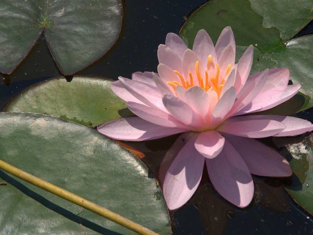 Water Lily HD papel tapiz #2 - 1024x768