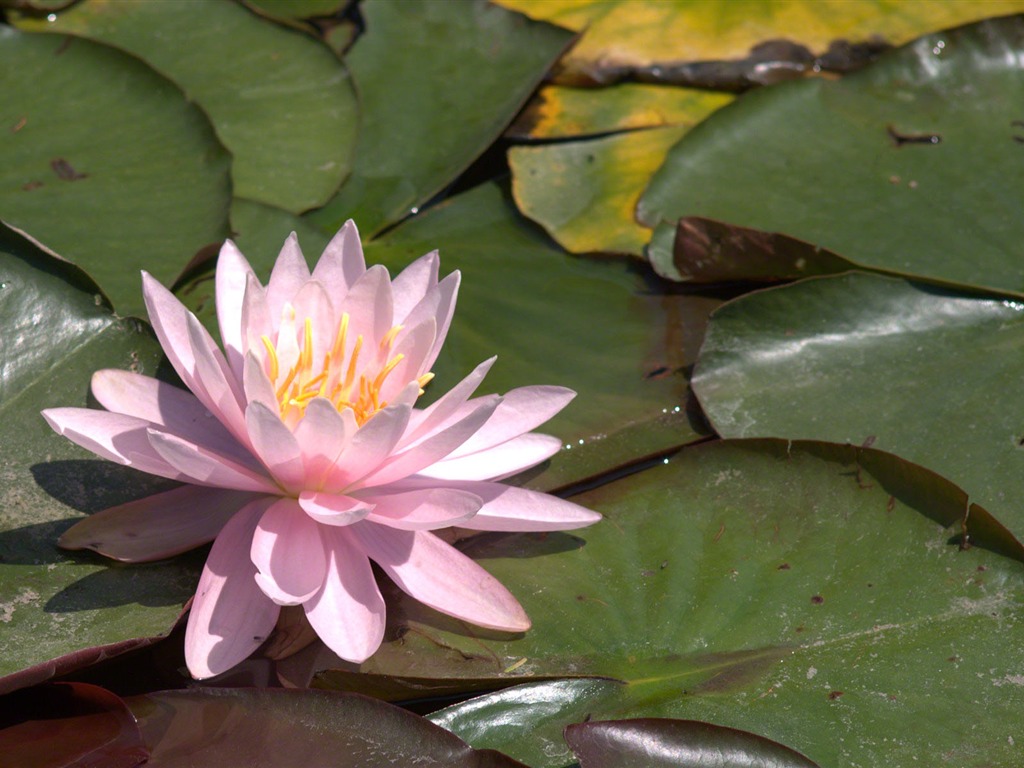 Water Lily HD papel tapiz #4 - 1024x768