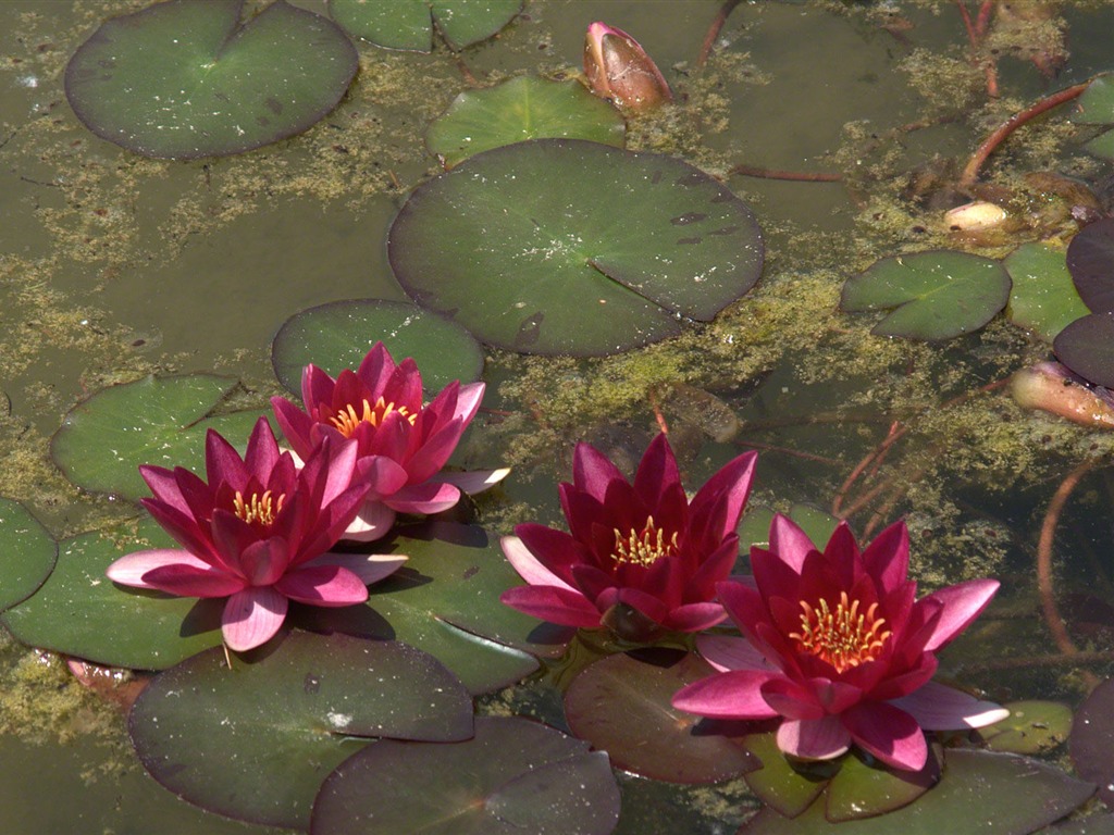 Water Lily 睡莲 高清壁纸17 - 1024x768