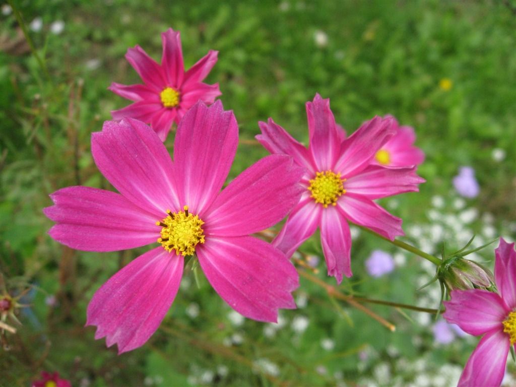 Aster Flowers 紫菀花 壁纸专辑10 - 1024x768