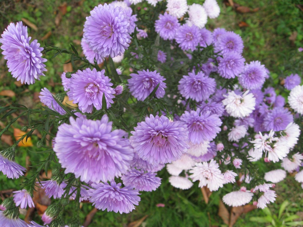Aster Flowers 紫菀花 壁纸专辑14 - 1024x768