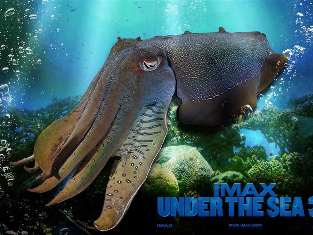 Under the Sea 3D 海底世界3D 高清壁纸47 - 1024x768