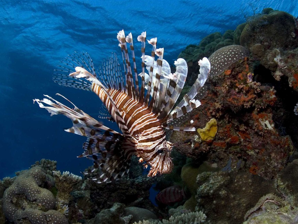 Dans le cadre du fond d'écran Sea 3D HD #14 - 1024x768