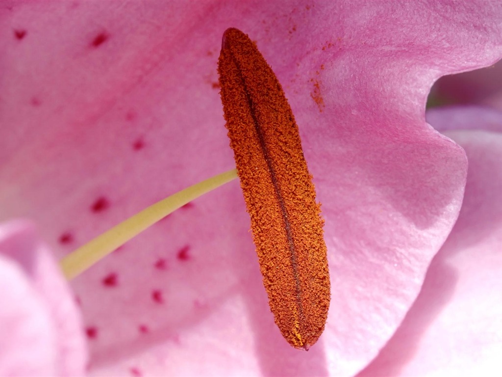 fleurs fond d'écran Widescreen close-up (22) #6 - 1024x768