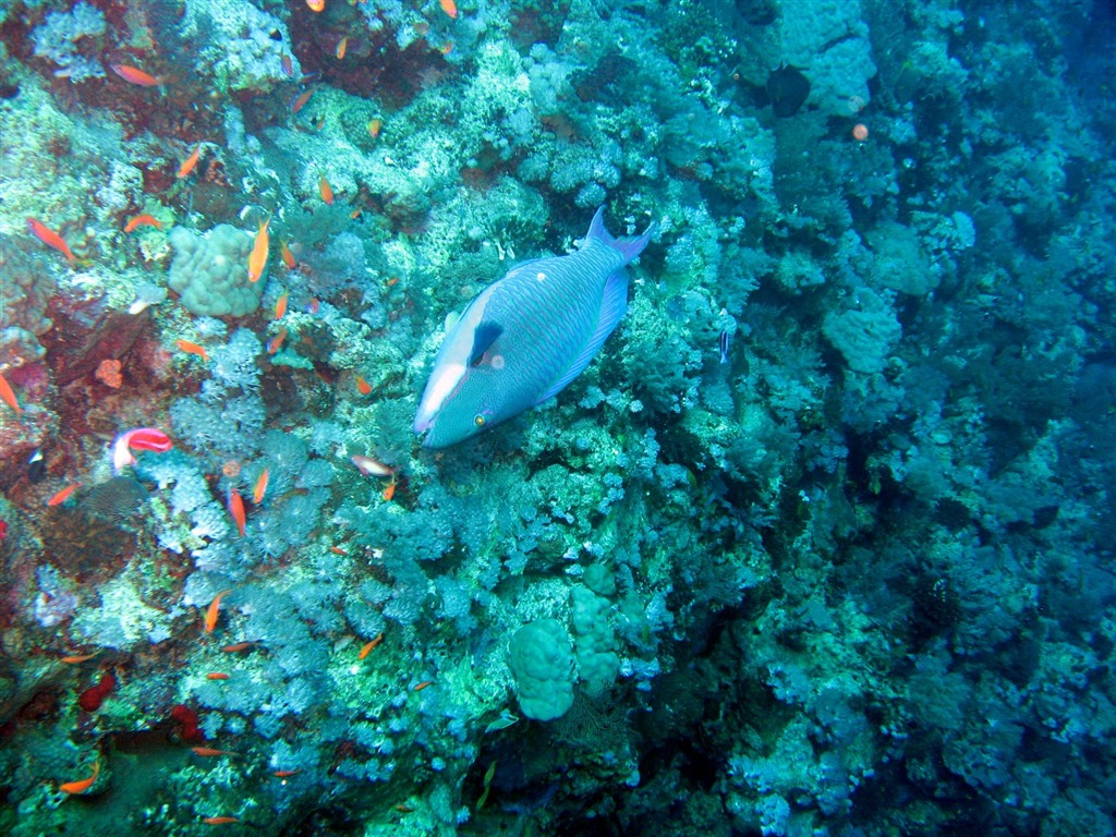 Zábava Underwater World (4) #5 - 1024x768