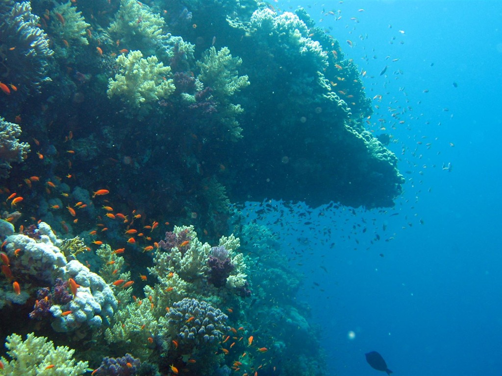 Zábava Underwater World (4) #26 - 1024x768