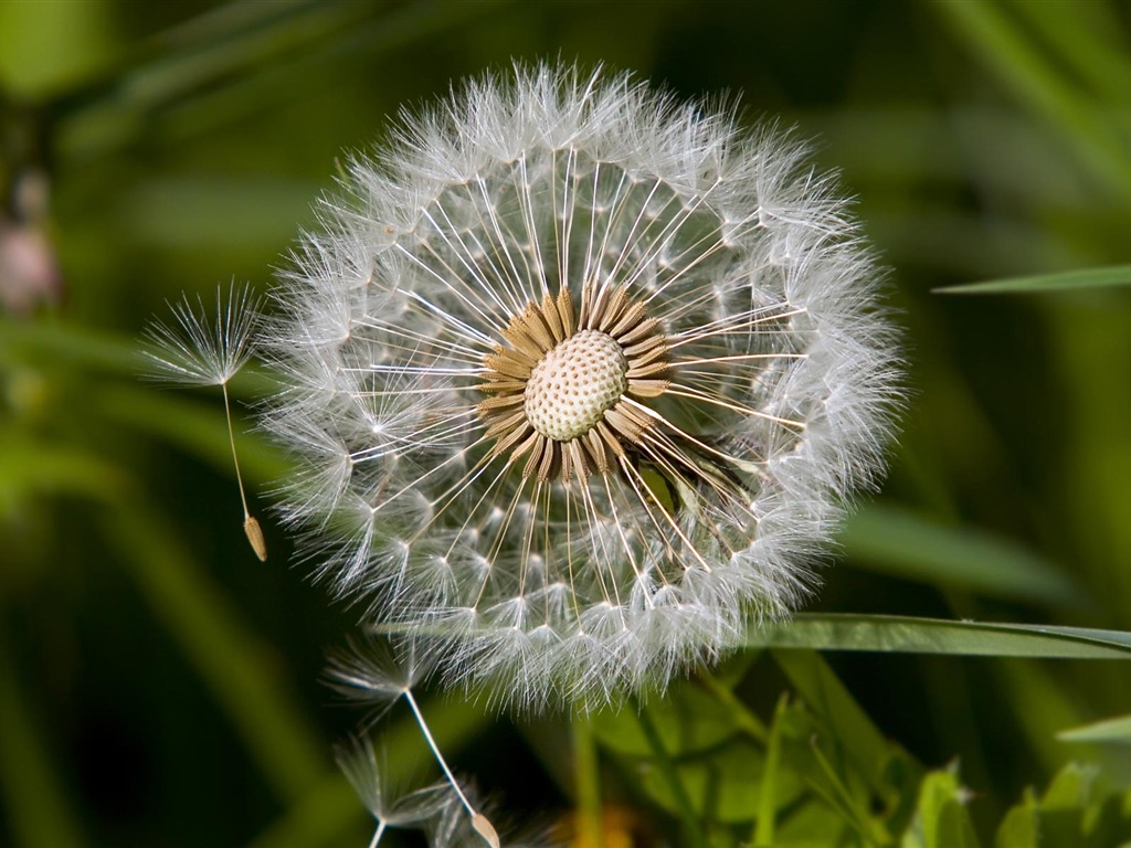 fondos de escritorio de flores con pantalla ancha de cerca (23) #7 - 1024x768