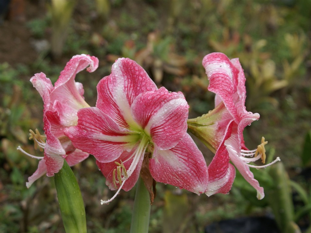 fleurs fond d'écran Widescreen close-up (25) #19 - 1024x768