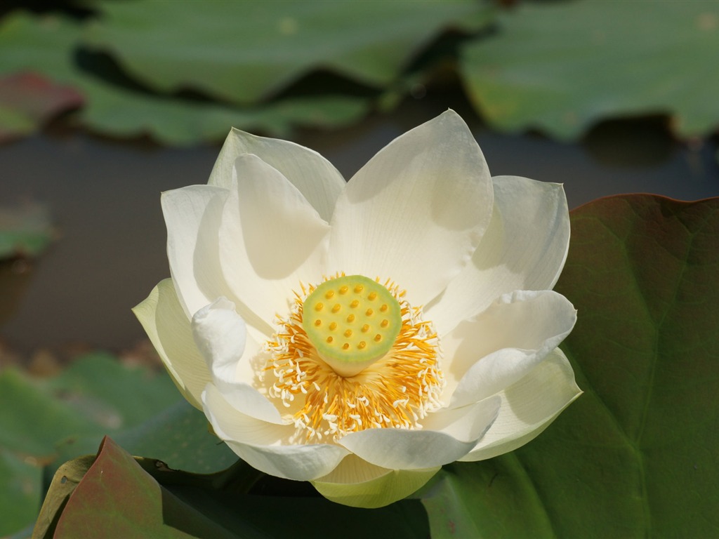 Lotus фото обои (1) #18 - 1024x768