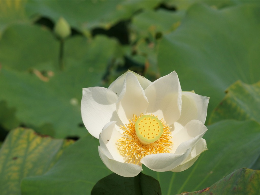 Lotus фото обои (1) #20 - 1024x768