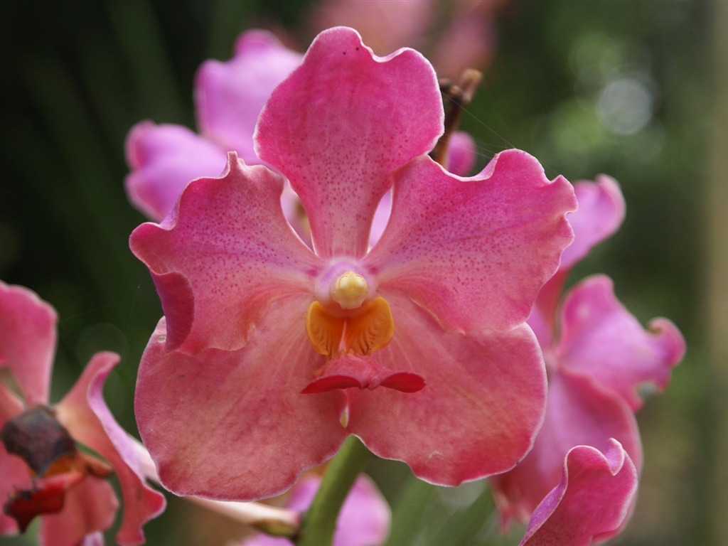 Орхидея обои фото (2) #1 - 1024x768