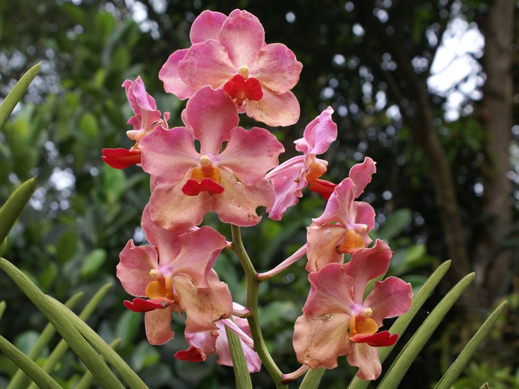 Орхидея обои фото (2) #2 - 1024x768