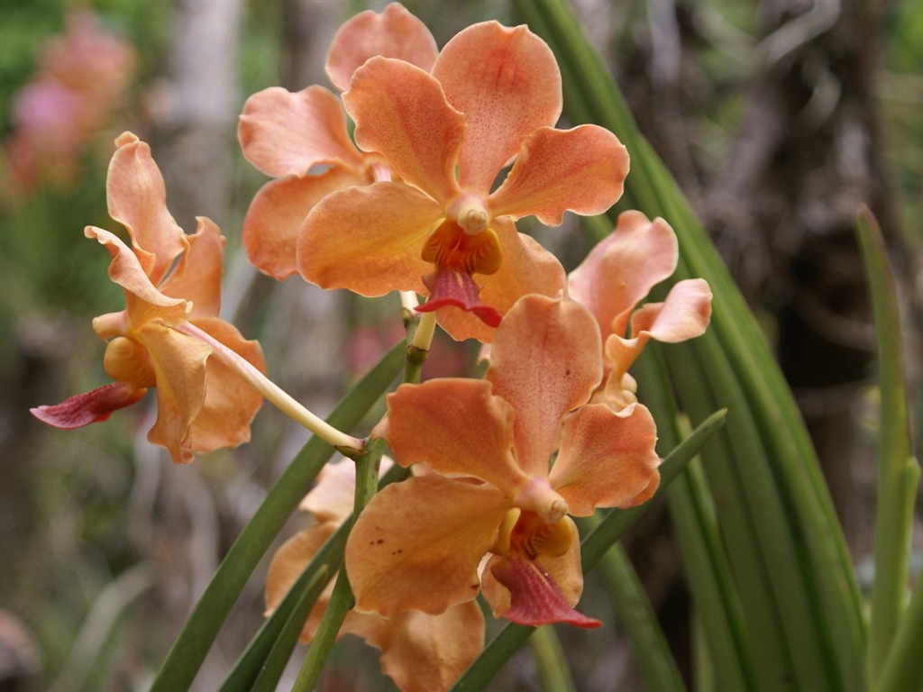 Орхидея обои фото (2) #3 - 1024x768