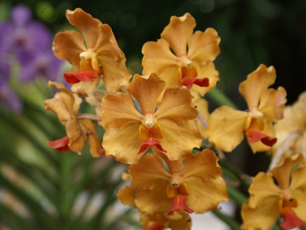 Орхидея обои фото (2) #5 - 1024x768