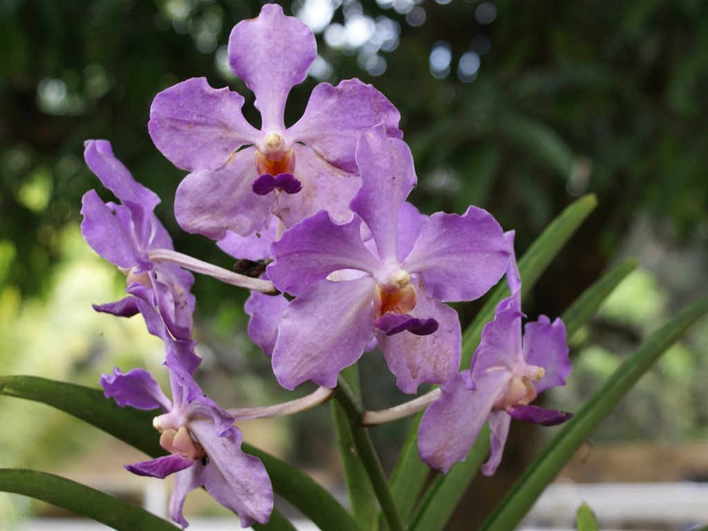 Орхидея обои фото (2) #6 - 1024x768