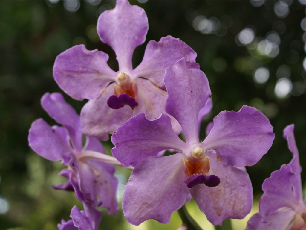 Орхидея обои фото (2) #7 - 1024x768